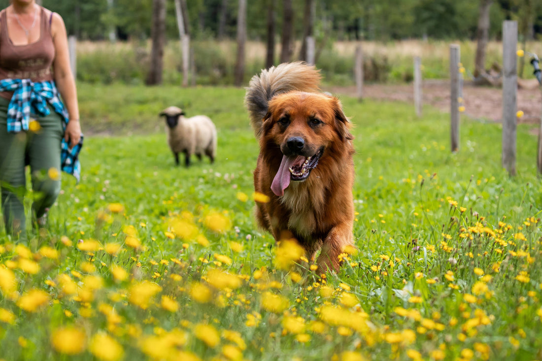 🐶 Warum mentale & körperliche Auslastung für Deinen Hund so wichtig ist!