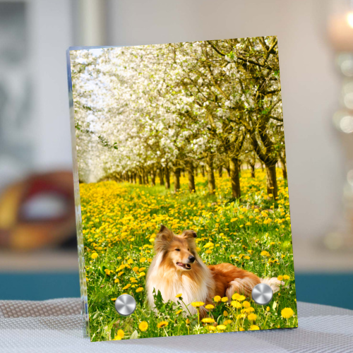 Foto-Geschenke